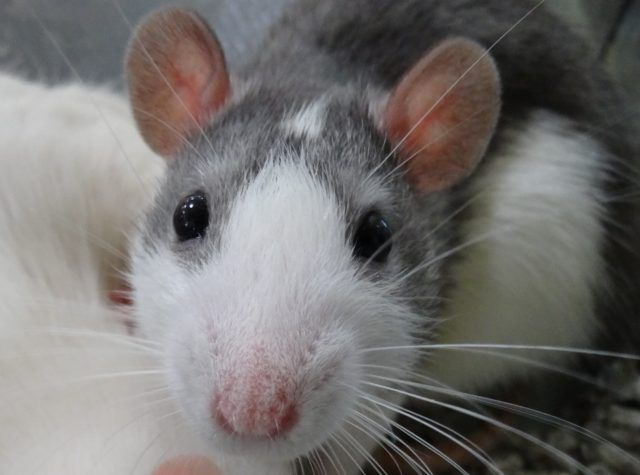 rata fanmascotas.com
