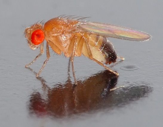 Drosophila_melanogaster