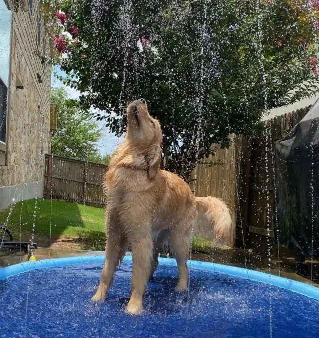 perro bañándose Golden bañándose en verano para reducir el calor.