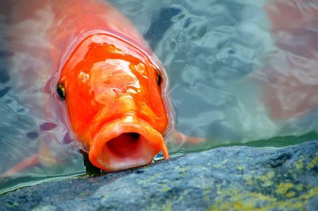 koi, estanque