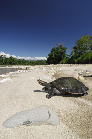 tortuga vacaciones