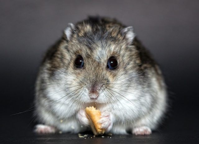 hamster-1772742_960_720