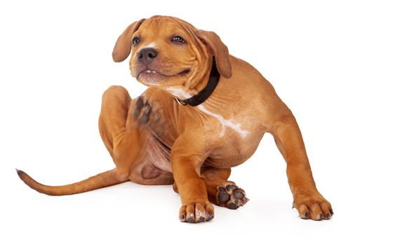 atopica dermatitis
