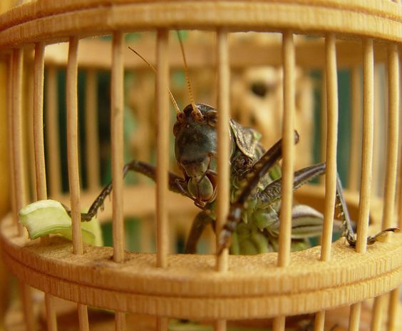 cricket jaulas