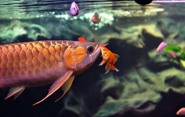 peces de agua fría o caliente peces de agua fría o caliente