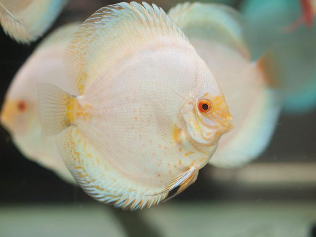 Iniciación con peces disco Iniciación con peces disco