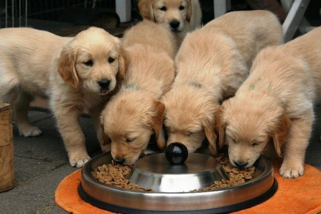 Comederos para perros Comederos para perros