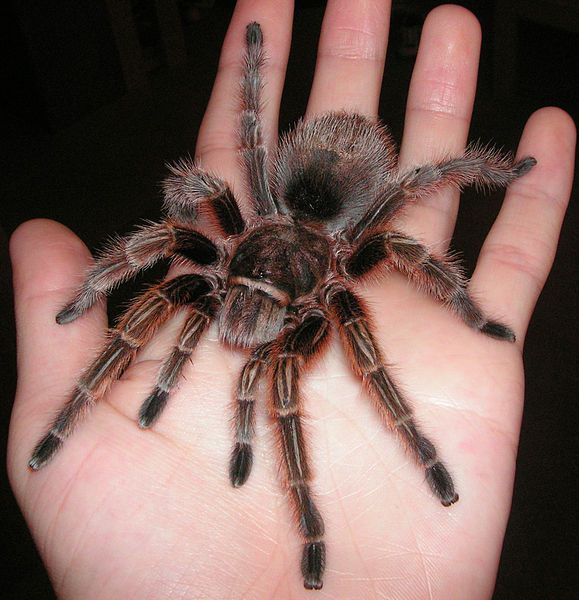tarántula para principiantes tarántula para principiantes