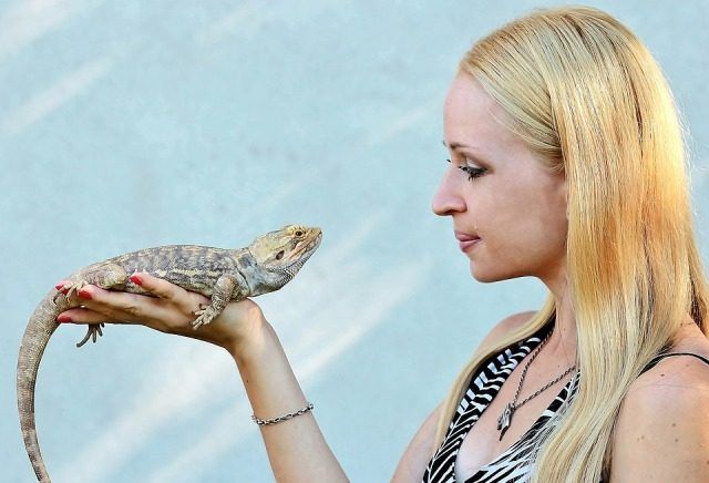 Qué come una pogona Qué come una pogona