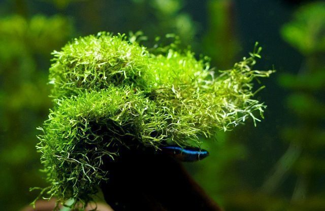 Riccia fluitans y neon