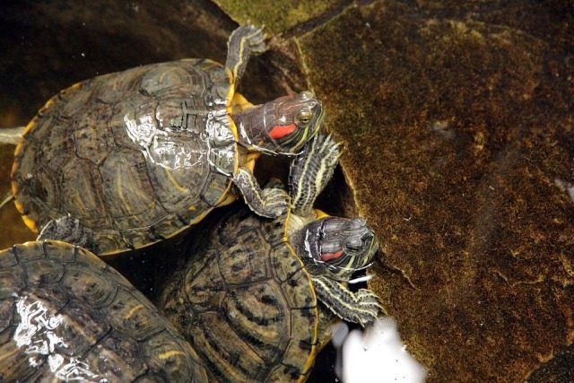 tortuga de agua en adopción tortuga de agua en adopción
