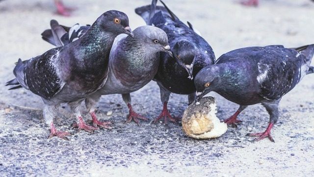 Dar pan a las palomas Explicar si es bueno dar pan a las palomas