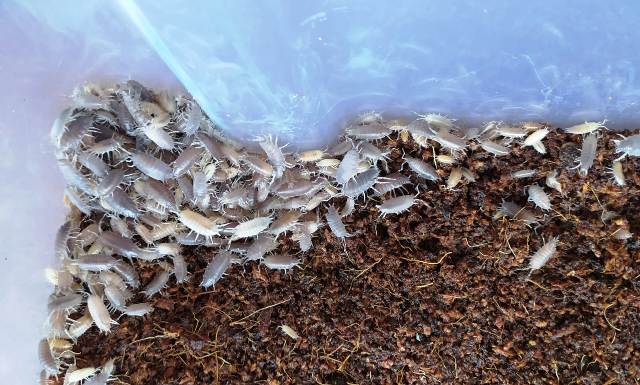 como sexar un isopodo pruinosus