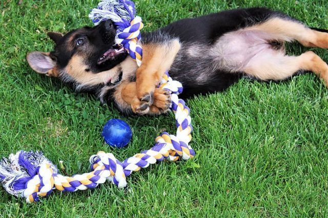 Aprendizaje de cachorro Como hacer que el aprendizaje del cachorro sea más rapido
