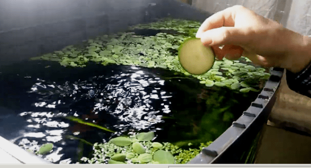 calabacín en rodajas Calabacín para peces y caracoles