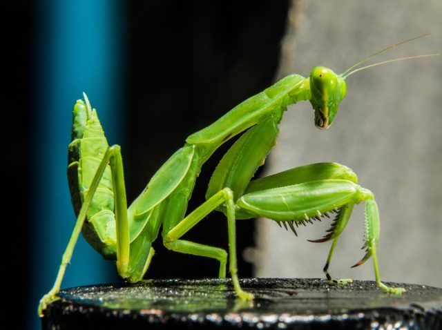 mantis religiosa venenosa o no La mantis es venenosa