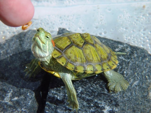 Tortuga de agua comiendo Alimentos para tortugas de agua