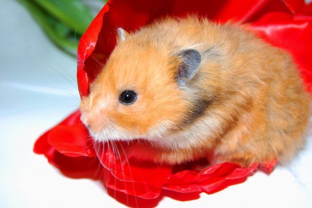 Regalos de navidad para hamster comun Regalos para hamster