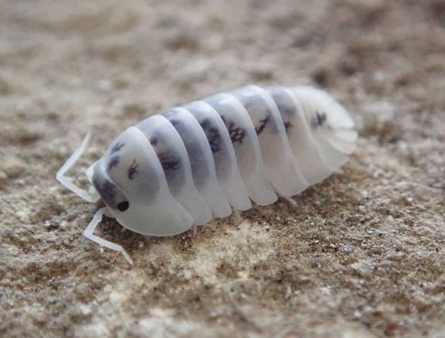 isopodos armadillidium (1) isópodos donde comprarlos y como mantenerlos