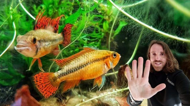Peces de acuario Peces de acuario bonitos