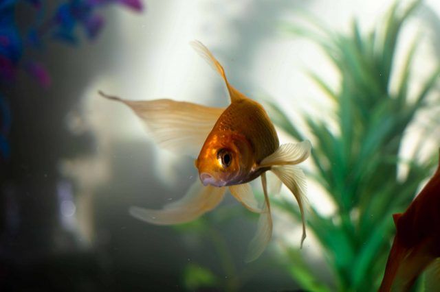 peces como mascota