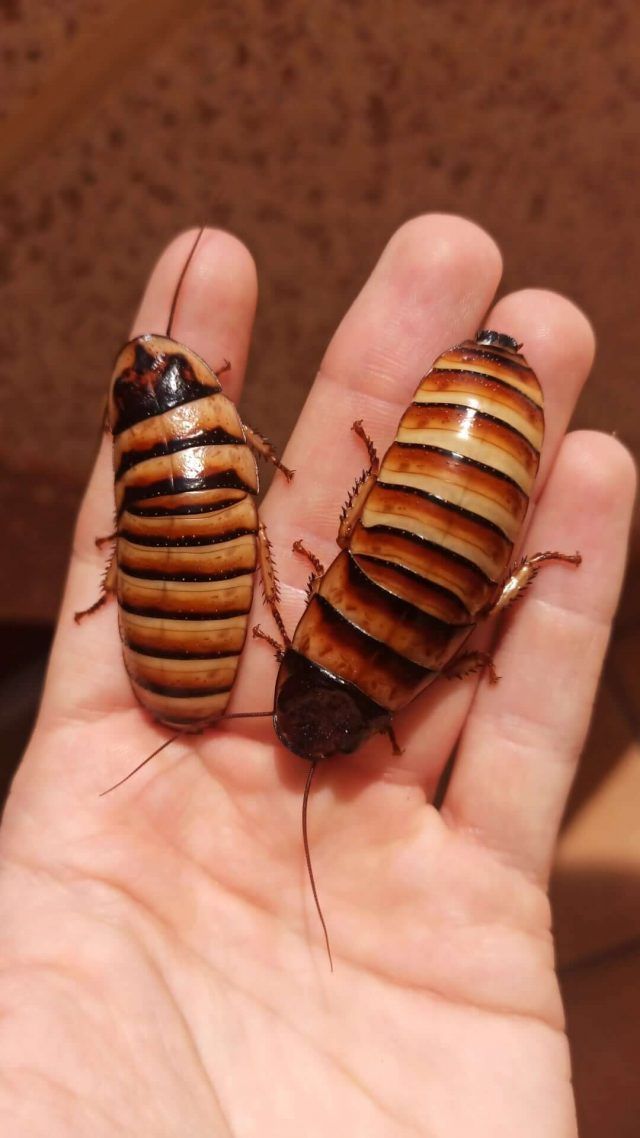 que comen las cucarachas qué comen las cucarachas