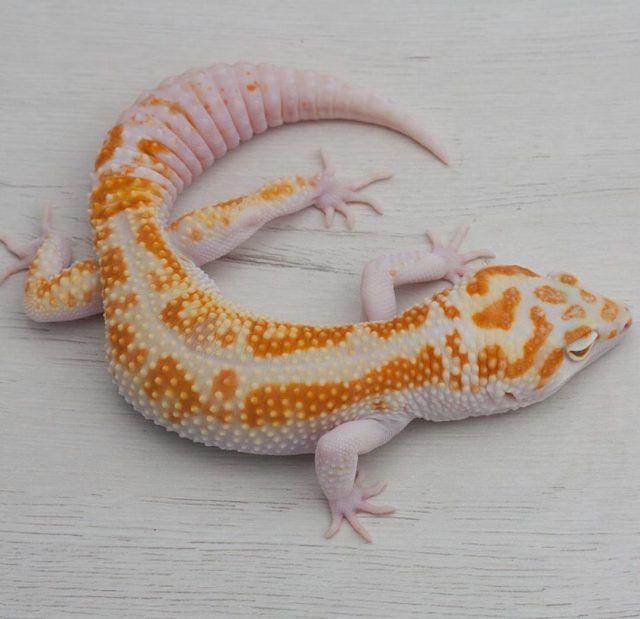 gecko leopardo albino como cuidar de un gecko leopardo
