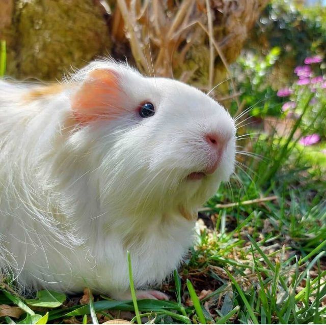cobaya macho o hembra elegir mejor cobaya macho o hembra