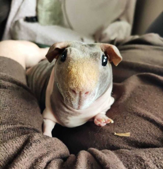 cobaya sin pelo Es mejor una cobaya sin pelo o con pelo