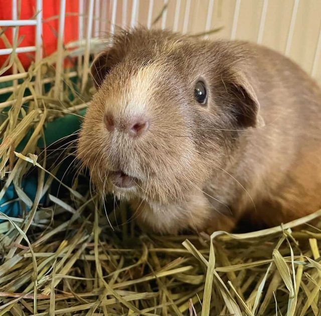 cobaya en adopción dónde dar una cobaya en adopción