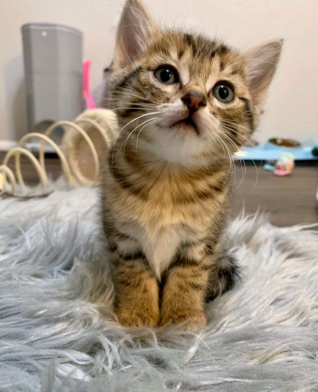 gatito precioso Qué come un gatito abandonado
