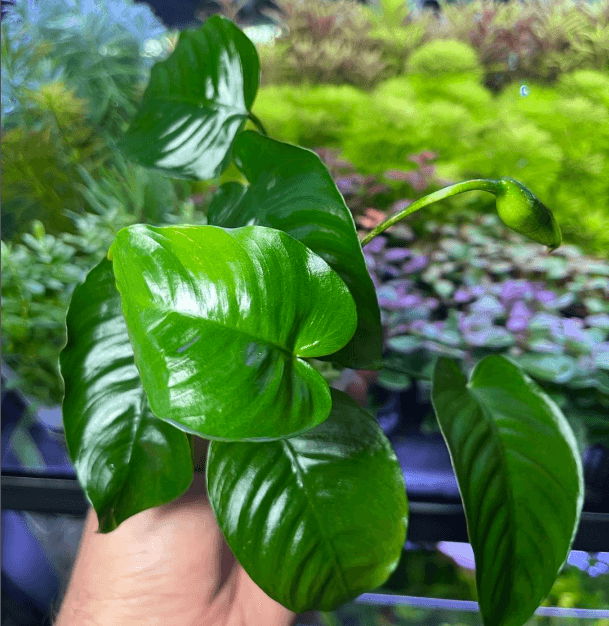 Anubias fuera del agua como cultivar anubias fuera del agua