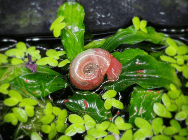 Planorbis caracoles en el acuario Planorbis tener caracoles en el acuario recomendados