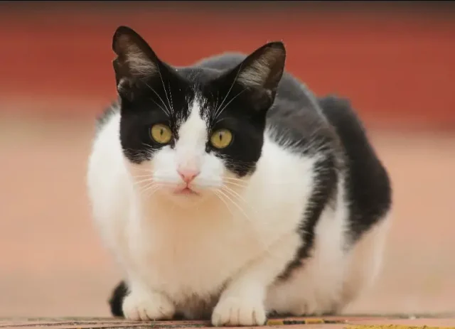 gato con orejas cortadas colonia felina