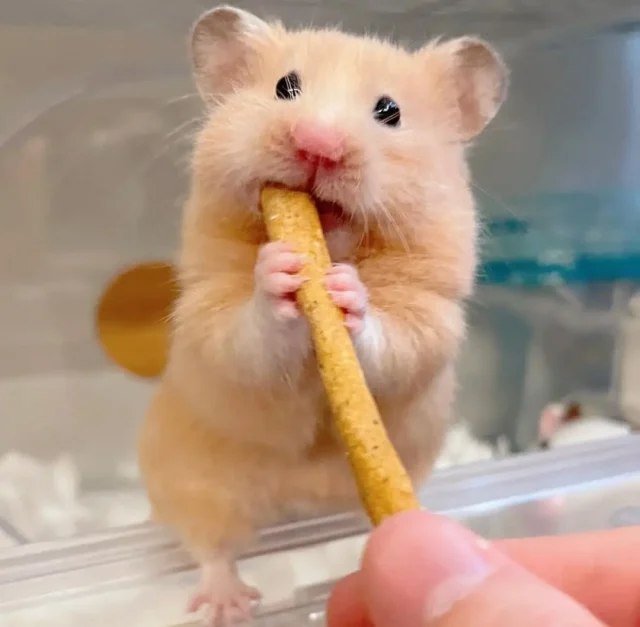 hamster comun comiendo ¿Se puede liberar un hámster en el campo?