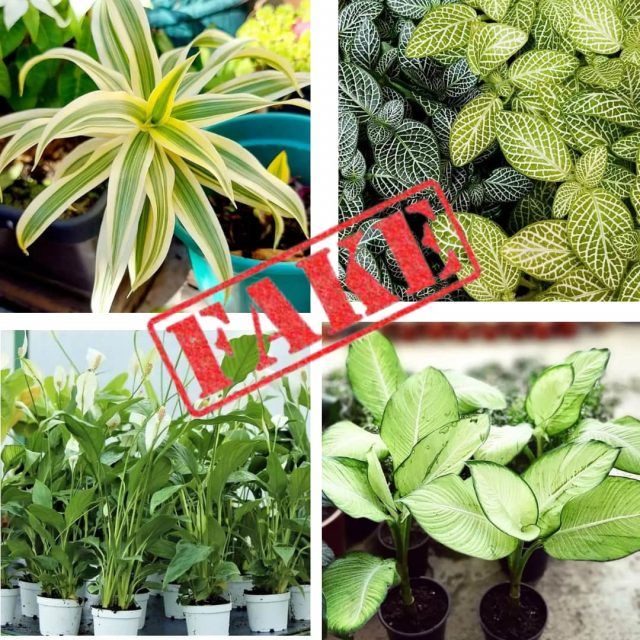 plantas palustres fanmascotas ¿Qué son las plantas palustres?