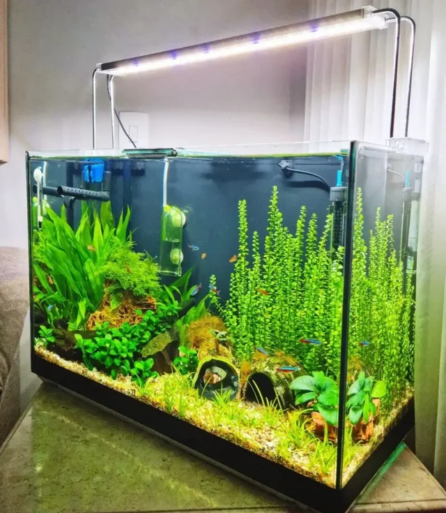 luz del acuario encendida Que pasa si dejo la luz del acuario encendida