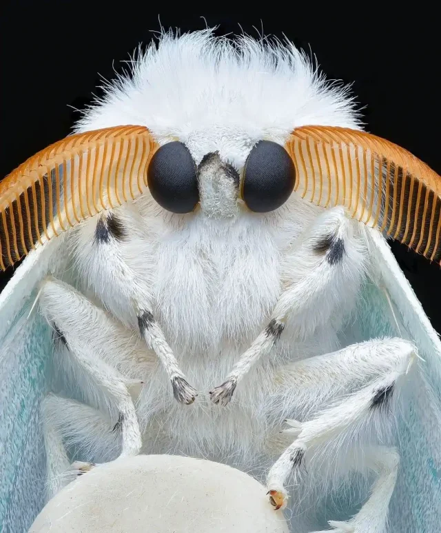 polilla antenas plumosas Como saber si son mariposas o polillas.