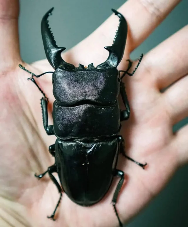 ciervo volante Insectos para que un niño los cuide