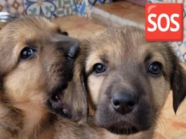 ¡Protectora de perros en apuros! protectora de perros para adoptar en madrid o españa