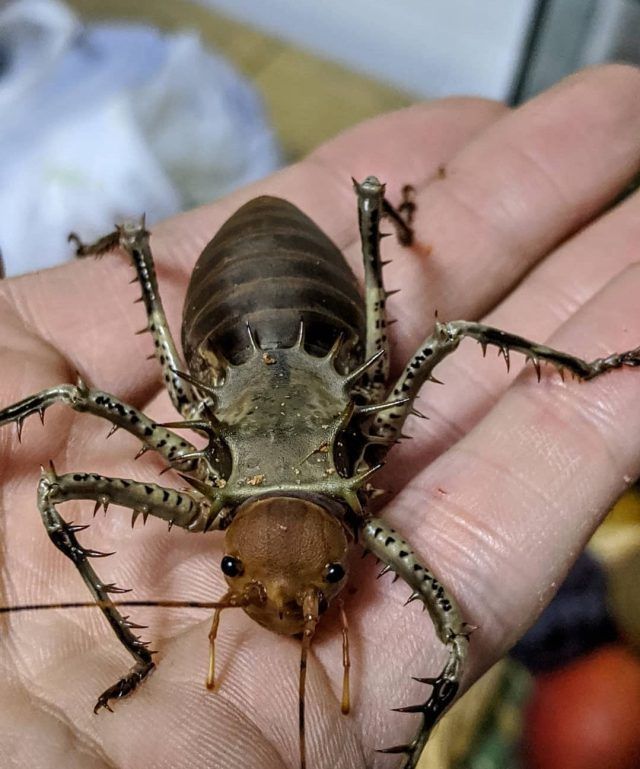grillo africano qué come un grillo que me he encontrado.