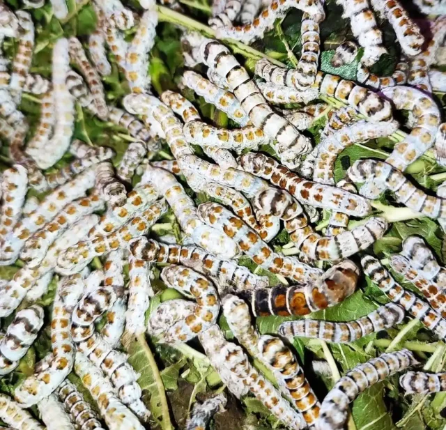 razas raras de gusanos de seda Dónde comprar razas raras de gusanos de seda en España.