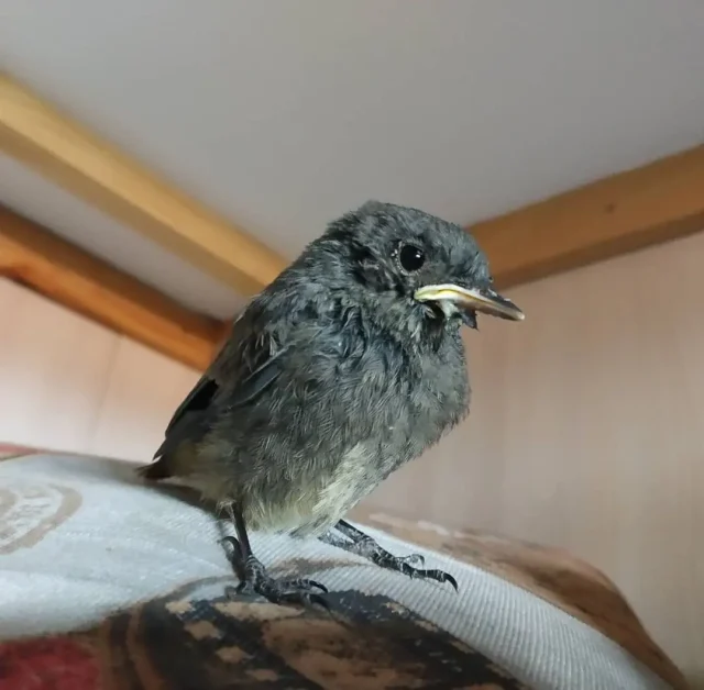 pajarito caído del nido Se le puede dar pan con leche a un pájaro caído del nido. Aquí respondemos a esta cuestión.