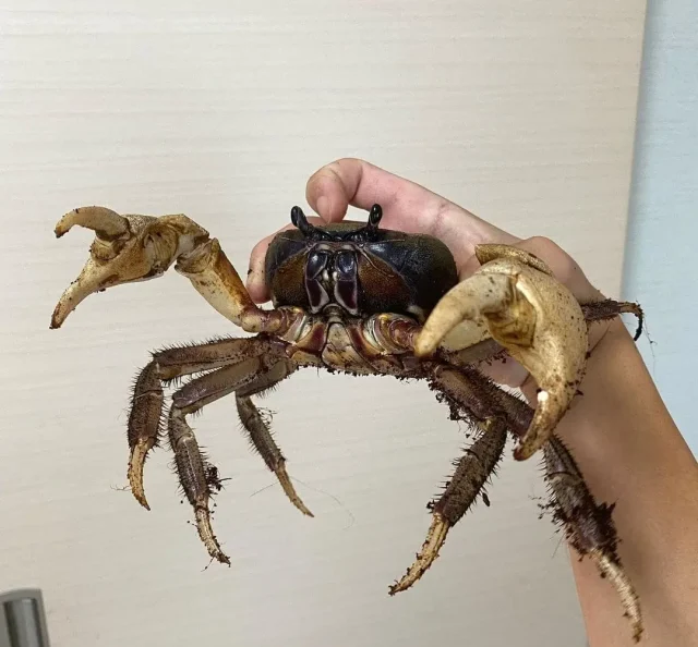 cangrejo como mascota Cómo puedo tener un cangrejo como mascota.