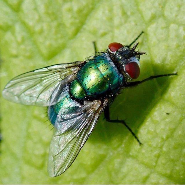 mosca verde Por qué se chocan las patas las moscas.