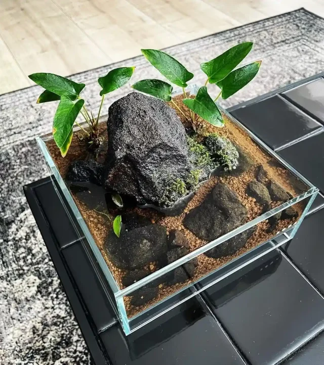 acuario con anubia Son las anubias plantas muy faciles para acuarios o no.