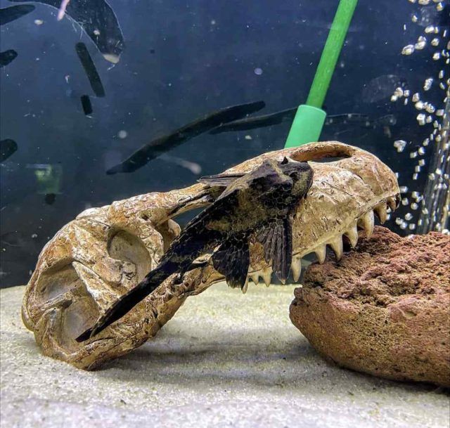 plecos algas Pez recomendado para algas.