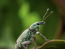 ¿Sienten dolor los insectos? Sienten dolor los insectos como los escarabajos. Ahora lo veremos