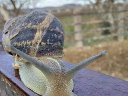 Cuándo salen los caracoles ¿Cuándo salen los caracoles para recogerlos?