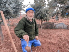 ¿Cuánto tarda en producir trufas una encina? Mi experiencia